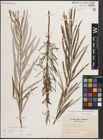 Foto von Salix eleagnos subsp. angustifolia (Cariot) Rech. f.